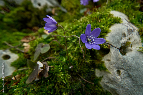 Parco Nazionale della Maiella: le prime fioriture di primavera nella valle del Foro