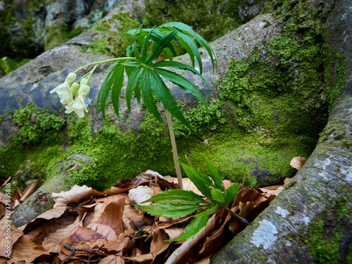 Parco Nazionale della Maiella: le prime fioriture di primavera nella valle del Foro