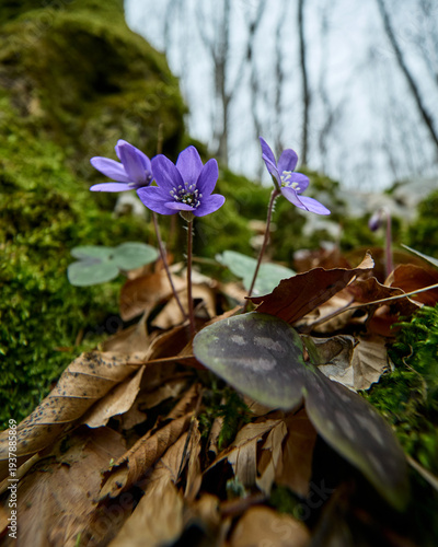 Parco Nazionale della Maiella: le prime fioriture di primavera nella valle del Foro