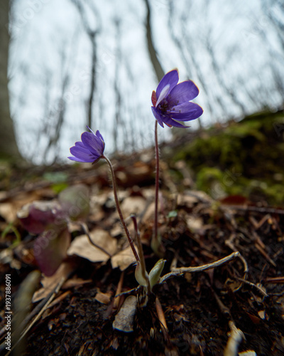 Parco Nazionale della Maiella: le prime fioriture di primavera nella valle del Foro