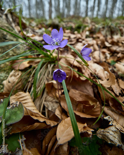 Parco Nazionale della Maiella: le prime fioriture di primavera nella valle del Foro