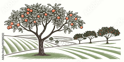 An orchard with trees bearing fruit in rows Vector