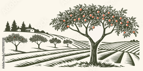 An illustration of a tree with oranges in an orchard Vector