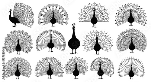 Collection of peacock silhouettes and detailed feather patterns on white background for design elements