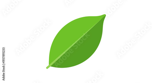 Green leaf isolated on white background.