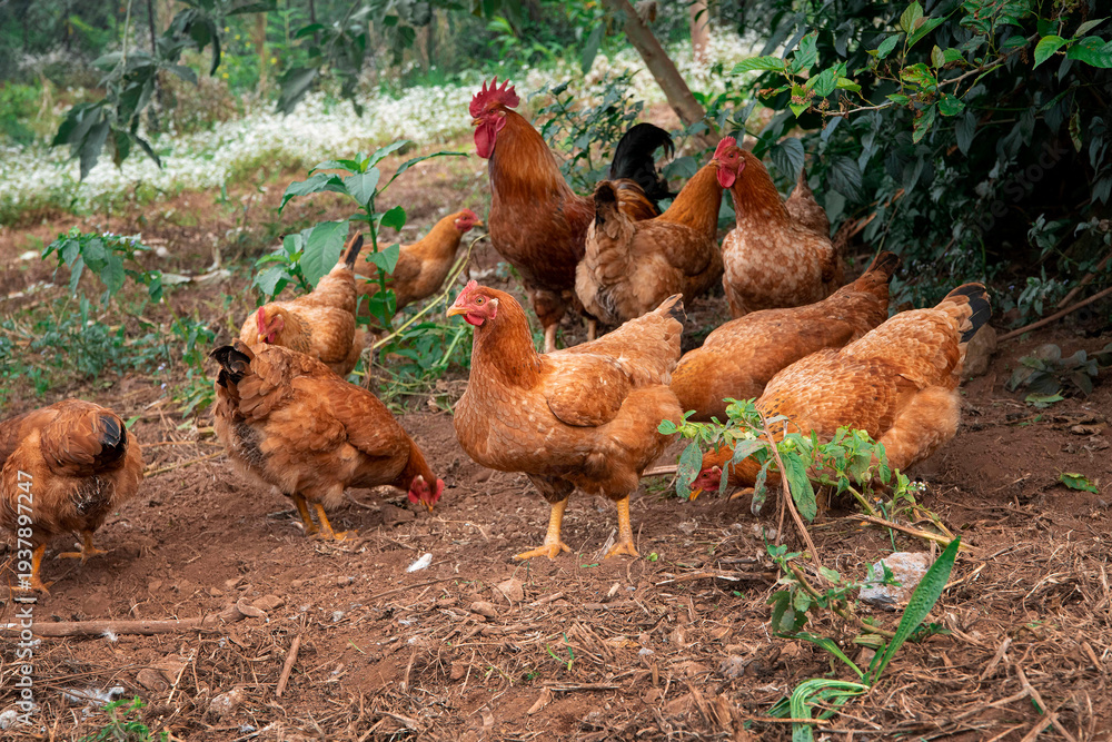 Fototapeta premium Brown Rooster Standing in Green Vegetation on Rural Farm