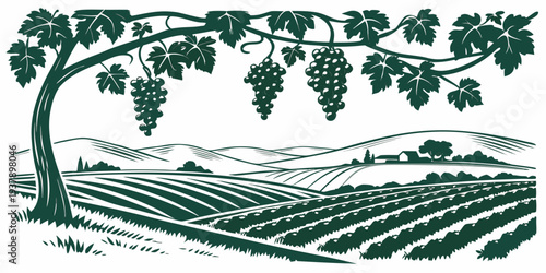 A serene vineyard with rows of grapevines under a tree canopy on a sunny day Vector