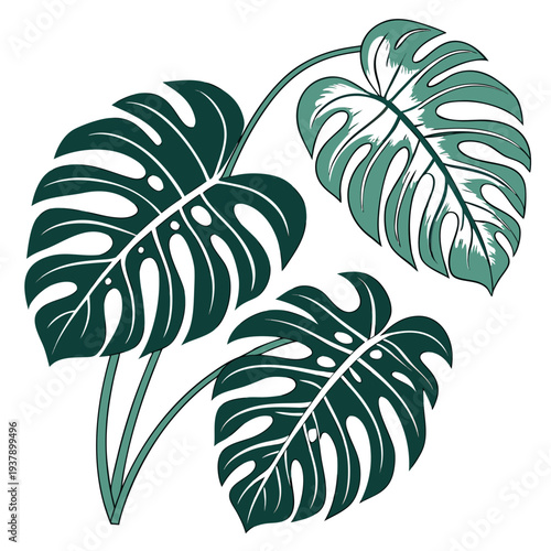 A trio of tropical monstera leaves with intricate white veins on a dark green background Vector