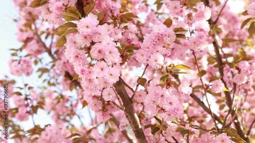 blooming pink cherry blossom flowers on sakura tree. Soft focus floral background with delicate petals and warm sunlight. Springtime nature scene, romantic seasonal flowers in garden.