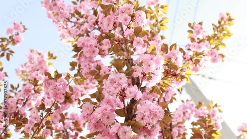 Sakura tree covered in pink blossoms against a clear blue sky. Delicate cherry flowers on branches by soft sunlight. Spring garden scene with blooming flowers and seasonal floral atmosphere