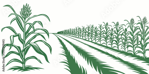 Rows of green plants growing in a well-maintained agricultural field under clear skies. Vector