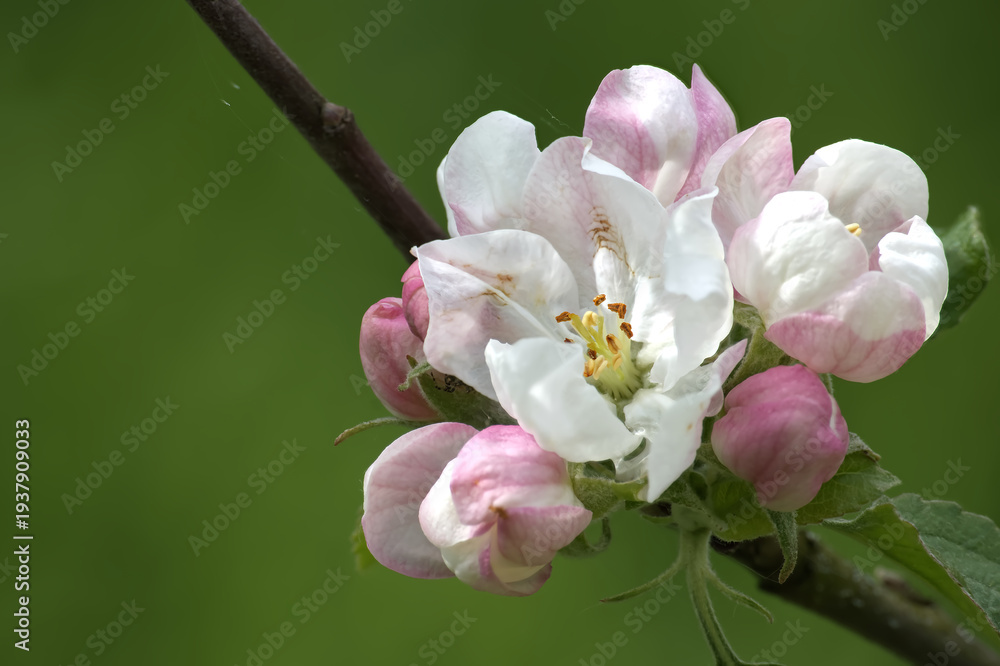 Obraz premium Delicate Pink and White Apple Blossom Cluster on Branch in Spring Orchard Close-Up