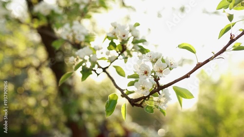 Apple tree branchcovered in white blossoms in a spring garden, with warm sunlight filtering through the leaves. natural background with sun rays and fresh green foliage, capturing a springtime scene