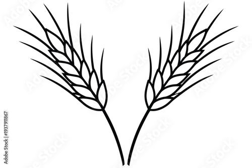 Wheat, Grain Ear Outline