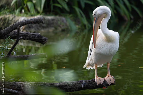 Fotografía White pelican preening feathers on tree branch above water