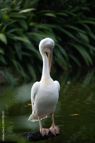 фотографія White pelican preening feathers on tree branch above water