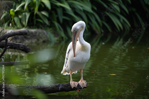 Canvastavla White pelican preening feathers on tree branch above water