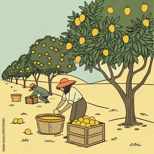 A farmer harvesting oranges in a grove on a sunny day. Vector