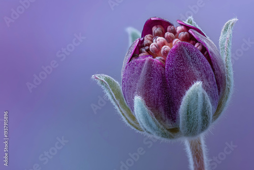 Macro View of a Budding Flower in Soft Purple Tones and Textures