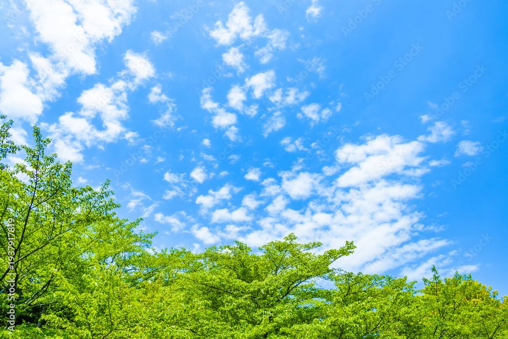 Fototapeta premium 新緑の木と青空