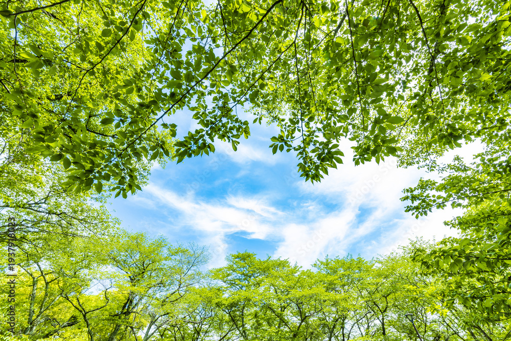 Obraz premium 新緑の木と青空