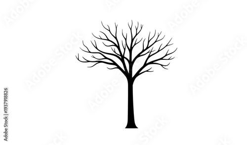 Tall Leafless Dead Tree Silhouette with Long Bare Branches Vector