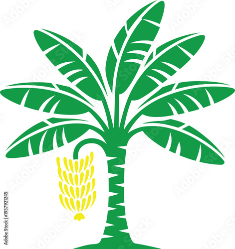 Green banana tree with yellow bananas and white background