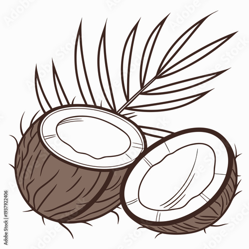 A split open coconut with its white flesh and brown shell visible Vector