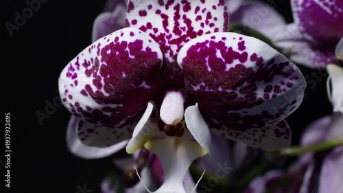 Close-up of a purple orchid with opening petals
