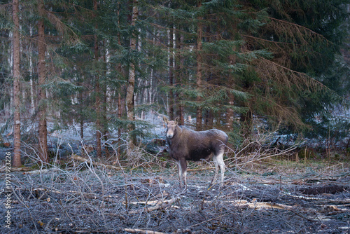 Moose in a forest clearing