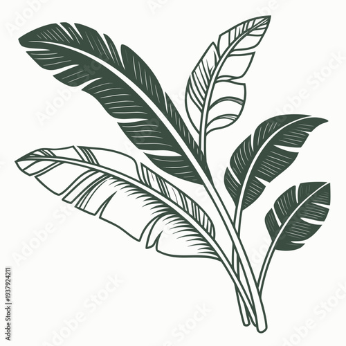 A detailed illustration of a tropical plant with broad leaves and a central stem Vector