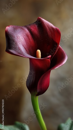 A stunning dark red calla lily stands tall, its petals curling gently in soft light. The rich color contrasts with a blurred background, evoking feelings of tranquility and elegance