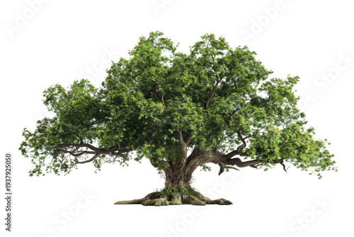 Architectural tree model for summer and spring scenery