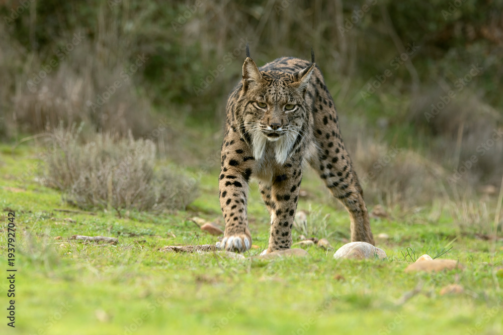 Obraz premium Adult female Iberian Lynx in her territory within a Mediterranean forest of pines and oaks at first light on a winter day