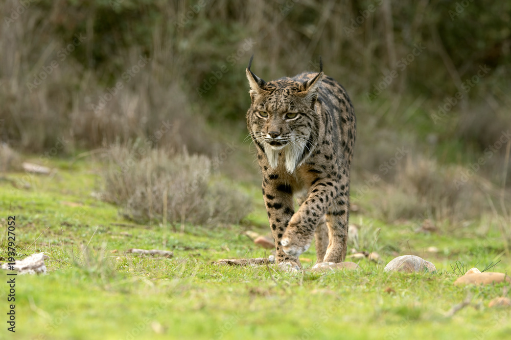 Fototapeta premium Adult female Iberian Lynx in her territory within a Mediterranean forest of pines and oaks at first light on a winter day