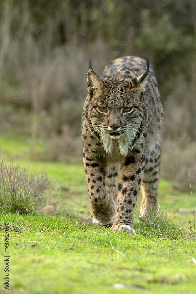 Fototapeta premium Adult female Iberian Lynx in her territory within a Mediterranean forest of pines and oaks at first light on a winter day