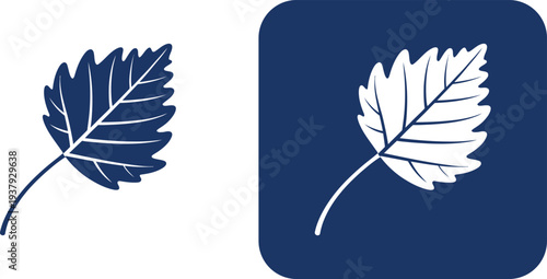 Blue leaf on white and blue background nature plant
