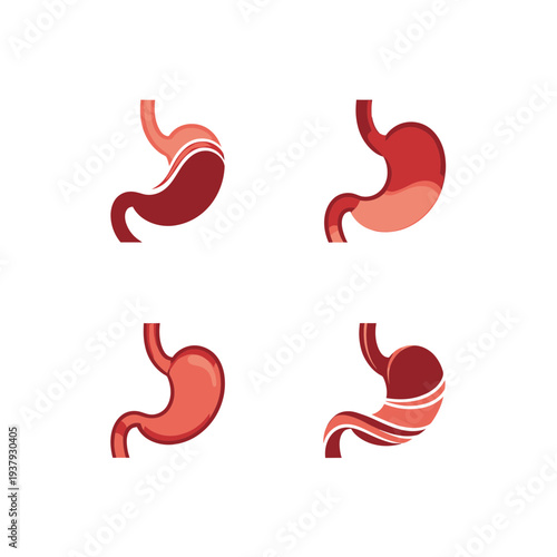 Stomach Anatomy Variations vector illustration
