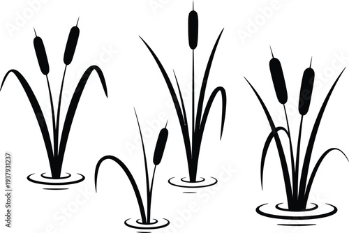 Black cattails growing in water bulrush reed