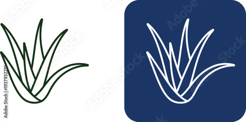 Green and white line aloe vera plant