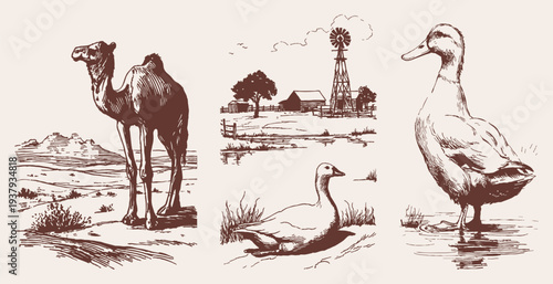 Camel, desert, farm landscape, duck countryside rural set. Graphics for editorial or travel branding. Vector ink drawing style showing agriculture and animal life.