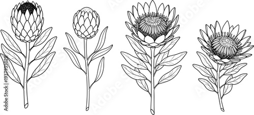 Minimalist protea flower line art vector illustration set with king protea and sugarbush stems for botanical wedding design