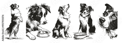 Border Collie dog standing begging intelligent posture. Active farm canine with expressive head views. Illustrations for veterinary guides and training manuals, pencil drawing style.