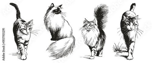 Fluffy longhair cats walking elegant vintage collection. Illustrations for posters and pet products. Hand drawn style sketch captures motion, soft fur, and graceful feline posture.