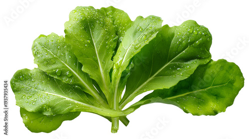 Fresh Arugula Lettuce Leaves Isolated on White Background with Water Droplets