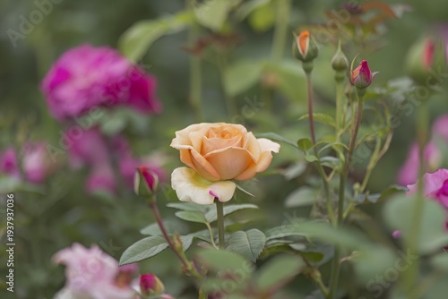 A close-up view of a blooming peach-colored rose amidst vibrant garden flowers.