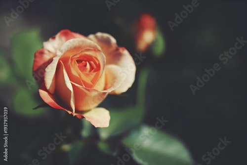 A close-up of a delicate rose blooming in soft evening light