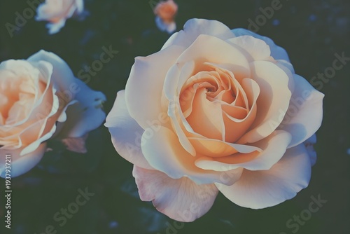 Elegant blush roses blooming beautifully in natural light