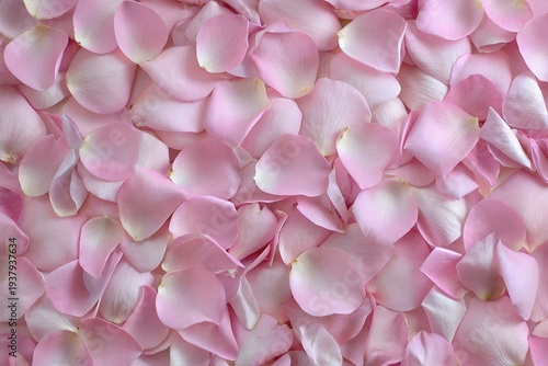 Delicate petals of pink and white scattered across a soft surface