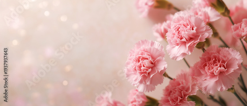 母の日のカーネーション｜コピースペースのあるフラワー背景素材